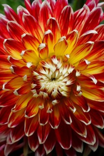Dahlia 'Akita' (Dahlia 'Akita')
