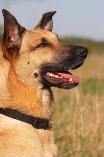 German Shepherd mixed breed