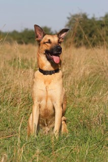 German Shepherd mixed breed sitting in tall grass