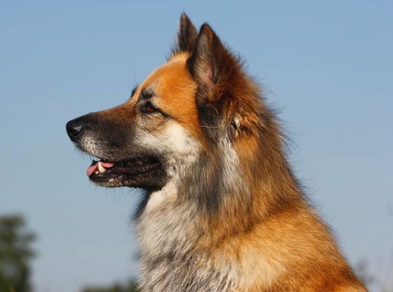 Harzer Fuchs mixed breed