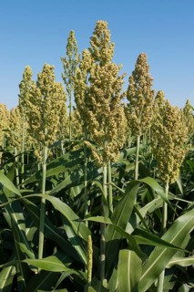 Millet field