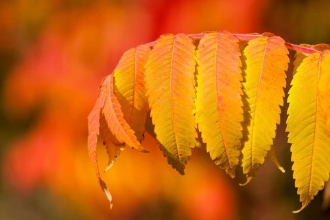 Staghorn Sumac (Rhus typhina)