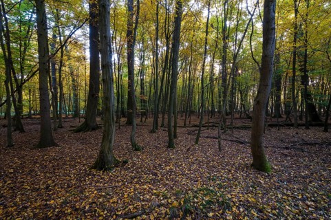 Autumn forest