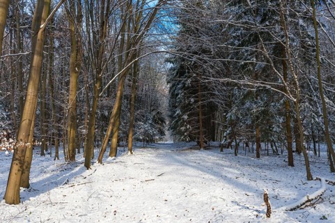 Snow-covered woodland path