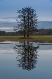 Several black alder trees (Alnus glutinosa) with reflections in flooded floodplains in late autumn
