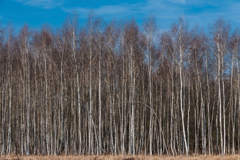 Birch plantation