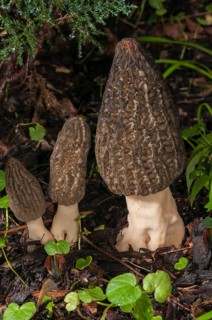Black Morel (Morchella elata) on bark mulch