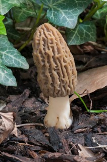 Black Morel (Morchella elata) on bark mulch