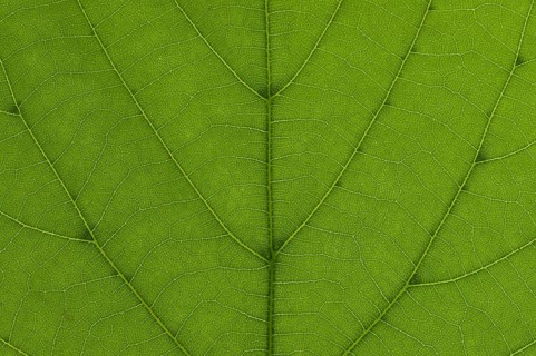 Leaf structure of a Large-leaved Lime (Tilia platyphyllos) in transmitted light