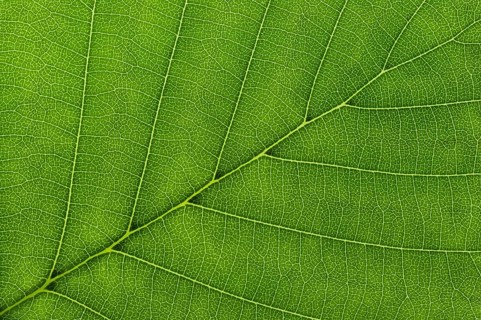 Leaf structure of a Black Alder (Alnus glutinosa) in transmitted light