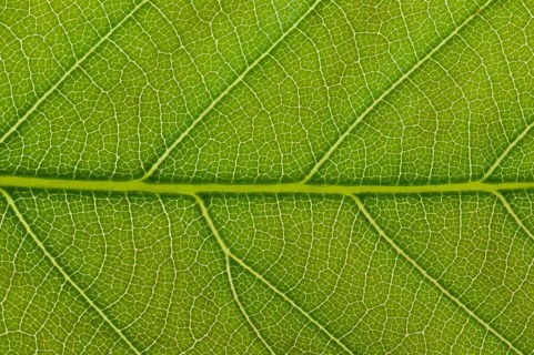 Leaf structure of a Sweet Chestnut (Castanea sativa) in transmitted light