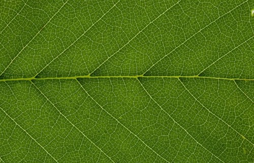 Leaf structure of a Field Elm (Ulmus carpinifolia) in transmitted light