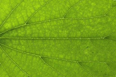 Leaf structure of a Great Nettle (Urtica dioica) in transmitted light