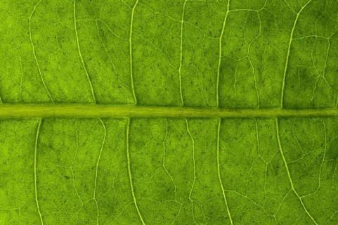 Leaf structure of a Dandelion (Taraxacum officinale) in transmitted light