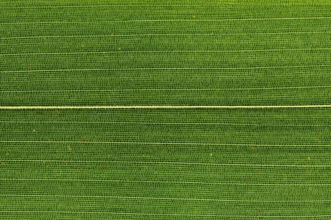 Leaf structure of Bamboo (Bambuseae) in transmitted light