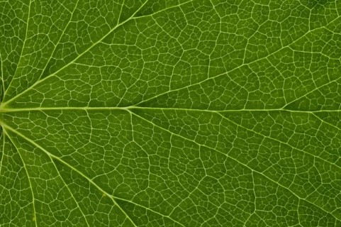 Leaf structure of a Red-flowering Currant (Ribes sanguineum)