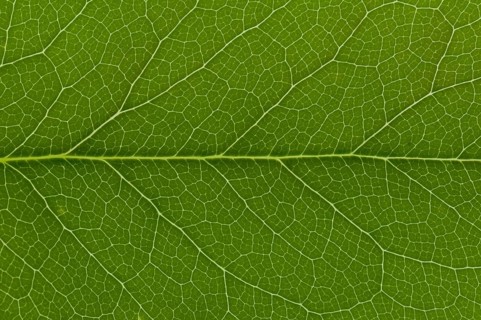 Leaf structure of Holly (Ilex sp.)