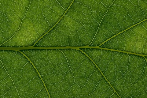 Leaf structure of an English Oak (Quercus robur)