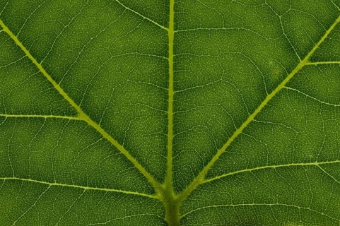 Leaf structure of a London Planetree
