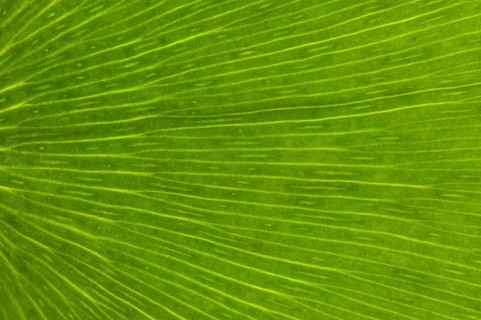 Leaf structure of a Ginkgo (Ginkgo biloba)