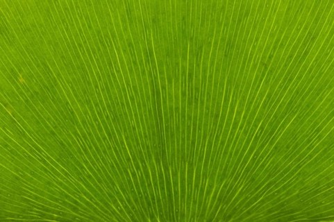Leaf structure of a Ginkgo (Ginkgo biloba)