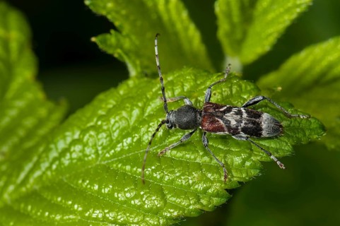 Rufous-shouldered Longhorn Beetle (Anaglyptus mysticus)