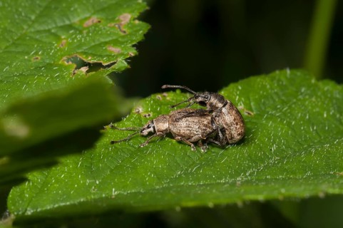 Weevil (Peritelus familiaris) in copula