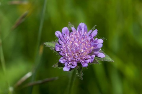 Blossoming Field Scabious (Knautia arvensis)