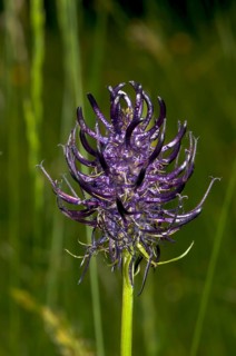 Blossoming Black Rampion (Phyteuma nigrum)