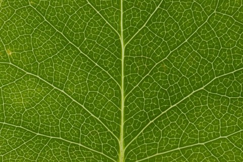 Leaf structure of the Tulip Tree (Liriodendron tulipifera)