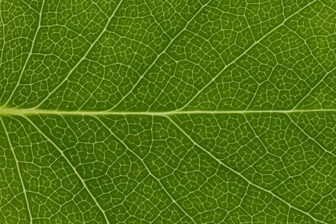 Leaf structure of the Tulip Tree (Liriodendron tulipifera)