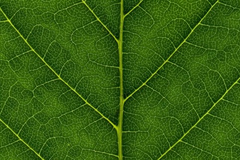 Leaf structure of the Common Horsechestnut (Aesculus hippocastanum)