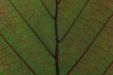 Leaf structure of the Copper Beech (Fagus sylvatica f. purpurea)