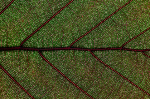 Leaf structure of the Copper Beech (Fagus sylvatica f. purpurea)