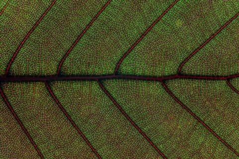 Leaf structure of the Copper Beech (Fagus sylvatica f. purpurea)