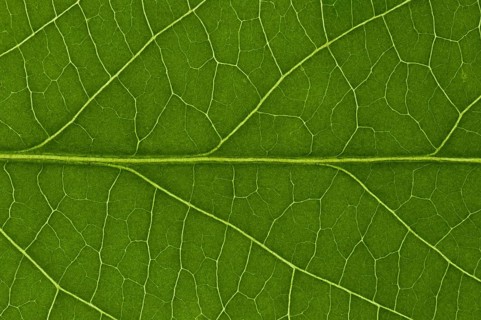 Leaf structure of the Black Elderberry (Sambucus nigra)