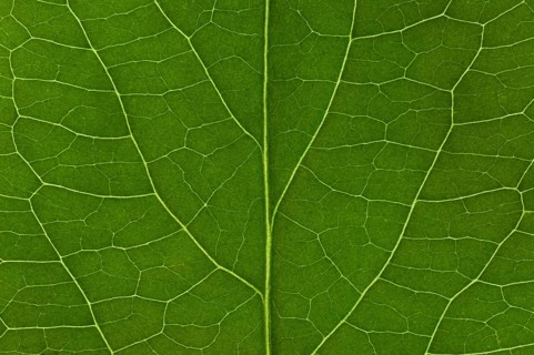 Leaf structure of the Black Elderberry (Sambucus nigra)