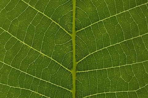 Leaf structure of the Persian Walnut or Common Walnut (Juglans regia)