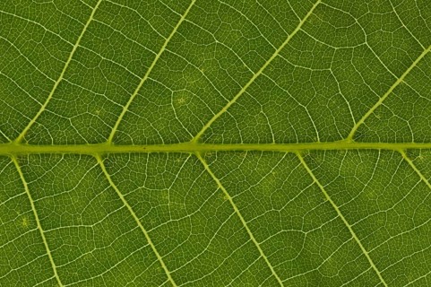 Leaf structure of the Persian Walnut or Common Walnut (Juglans regia)