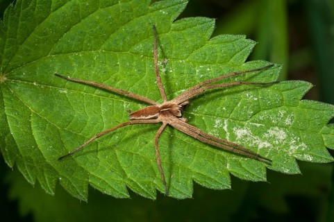 Nursery web spider species (Pisaura mirabilis) on Stinging Nettle (Urtica dioica)