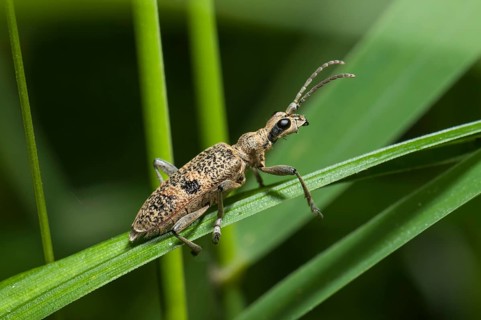 Blackspotted Pliers Support Beetle (Rhagium mordax)