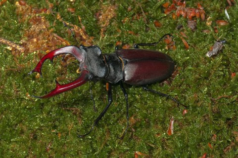 Stag Beetle (Lucanus cervus)