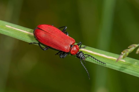 Cardinal Beetle (Pyrochroa coccinea)