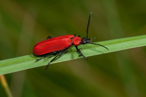 Cardinal Beetle (Pyrochroa coccinea)