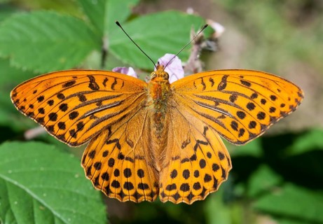 Silver-washed Fritillary (Argynnis paphia) on a bramble flower