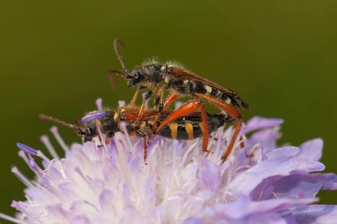 Round-necked Longhorn Beetle (Stenopterus rufus)