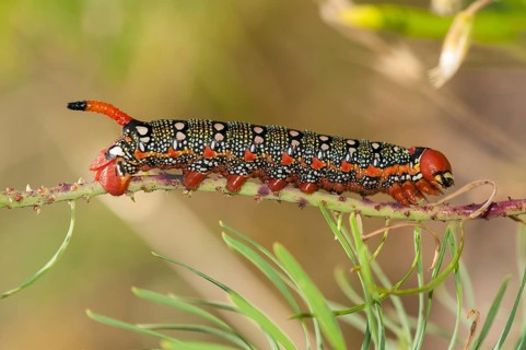 Spurge Hawk-moth (Hyles euphorbiae)