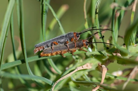 Red-headed Leafy Spurge Stem Borer (Oberea erythrocephala)