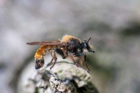 Laphria flava (Laphria flava)