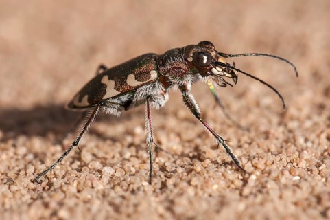 Northern Dune Tiger Beetle (Cicindela hybrida)
